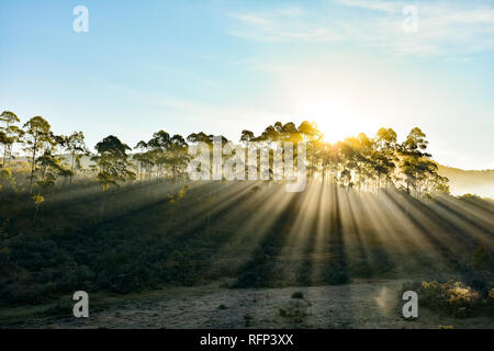 Rays of Life Stock Photo