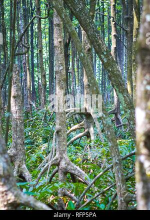 Mangrove forest in Kuala Sepetang Malaysia Stock Photo