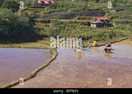 Rice farming in Fidelisan village, Sagada, Mountain Province, Philippines Stock Photo