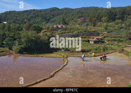 Rice farming in Fidelisan village, Sagada, Mountain Province, Philippines Stock Photo