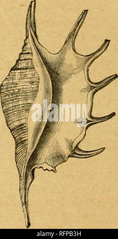. Cassell's natural history. Animals; Animal behavior. The great Stromhm yigas, the " Foiintuin-shell living shells, weighing sometimes four or tive pounds. and spines with solid shell matter. Immense quantities are annually imported from the Bahamas for the manufacture of cameos, and for the porcelain works. Prof. T. C. Archer states that 300,000 were brought to Livei-pool alone in 1850. Strombs are common to the West Indies, the Mediten-aneim, Red Sea, Indian Ocean, and Pacific. Their favourite resort is on reefs at low water, down to ten fathoms' ^^^^^^^^S^^^^^^^BKSj^ depth. Sixty spec Stock Photo