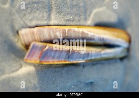 Sword razor (Ensis ensis) on the beach, Amrum, North Frisian Islands, North Sea, Schleswig-Holstein Stock Photo