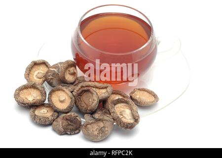 Medicinal tea made of dried Shiitake mushrooms Stock Photo