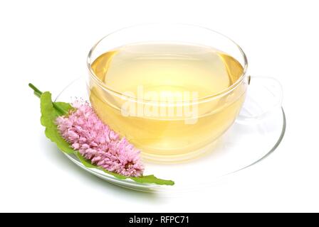 Herb tea made of bistort, snake root, Polygonum bistorta Stock Photo