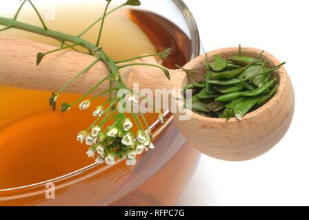 Herb tea made of Capsella bursa pastoris, shepherd's purse Stock Photo