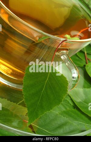 Herb tea made of Betula pendula, Birch, Silver Birch Stock Photo - Alamy