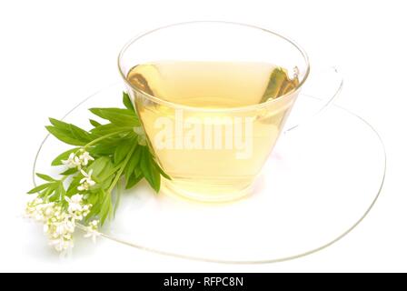 Herb tea made of Sweet woodruff, Galium odoratum Asperula odorata Stock Photo