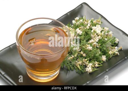 Yarrowtea, herb tea, milfoil, achillea millefolium