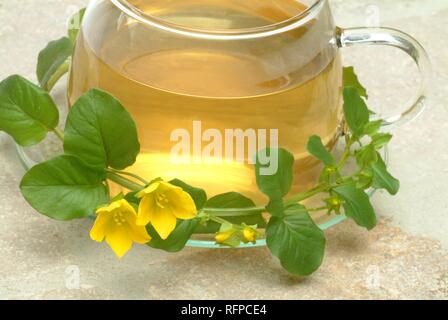 Herb tea made of creeping jenny, Lysimachia nummularia Stock Photo