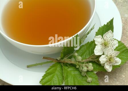 Herb tea, leaves and blossoms of the billberry, Vaccinium myrtillus, corymbosum, Mirtillo fogiia Stock Photo