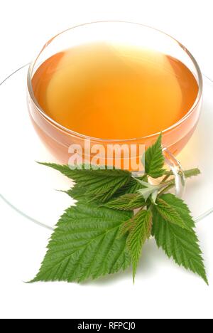 Rubus Tea Raspberry (Rubus spp) tea, medicinal tea Stock Photo - Alamy