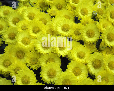 Yellow Chrysanthemum Flowers Background Stock Photo