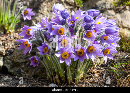 Blooming Cluster Pasque flower Pulsatilla vulgaris Rock garden March flowers Pulsatilla Flowers Garden Plant Pale Blue Spring Plants Blooming flowers Stock Photo