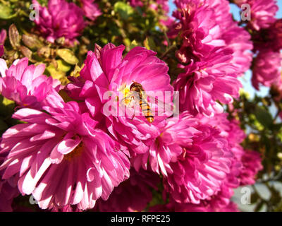 Hoverfly and Pink Chrysanthemums Flowers Stock Photo
