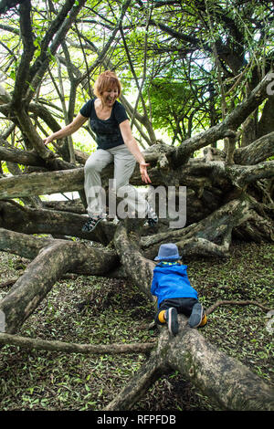 A photo of a woman and her grandson climbing on a big tree in a beautiful tropical forest in Santa Ana, Costa Rica Stock Photo
