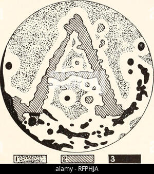 . Carnegie Institution of Washington publication. WILT-DISEASES OF TOBACCO. 259 Micrococcus luteus Lehm. and Neum., Micrococcus pyogenes albus (Rosenbach) Lehm. and Neum., Micrococcus pyogenes {M. bicolor Zimmerman), Bacterium medanense n. sp., Bacterium stalactitigenes n. sp., Bacterium langkatense n. sp., Bacterium deliense n. sp., Bacterium shuffneri n. sp., Bacterium zinnoides n. sp., Bacterium sumatranum n. sp., Bacterium patelliforme n. sp., Bacterium aurantium roseum n. sp., Bacterium rangiferinum n. sp., Bacillus mycoides Fliigge, Bacillus mesentericus, and Corynebacterium piriforme n. Stock Photo