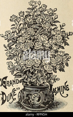 . Floral gems for 1896. Flowers Seeds Catalogs; Bulbs (Plants) Catalogs; Roses Catalogs; Plants, Ornamental Catalogs; Commercial catalogs Ohio Springfield; Flowers; Bulbs (Plants); Roses; Plants, Ornamental; Commercial catalogs. Jasmines.^ ^— GRAOILLI MUM. A new Jasmine, and remarkable for its freedom of bloom. Beautiful pure white flowers, borne in clusters. Delightfully fragrant. In bloom from October to February. We have two sizes of this delightful Jasmine. Nice plants, 15 cenfs each; large plants, 35 cents. —^^^CAPE JASMINE.^?^— The well-known variety grows into a fine, large bush; fine,  Stock Photo