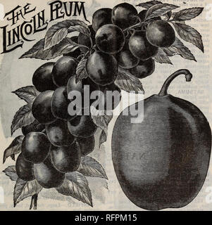 . Strawberries, raspberries, blackberries, gooseberries, grapes, currants, rhubarb and asparagus, apple, cherry, peach, pear : spring, 1896. Nursery stock New Jersey Catalogs; Fruit trees Seedlings Catalogs; Fruit Seedlings Catalogs; Trees Seedlings Catalogs; Plants, Ornamental Catalogs. PARRYS' POMONA NURSERIES 15. JAPANESE PLUMS. ABUNDANCE. This is a remarkable fruit indeed; both in tree and fruit it is unlike any other Plum. In growth it is so strong and handsome as to render it worthy of being planted as an ornamental tree, equaling in thrift and beauty the Kieffer Pear, which it even exce Stock Photo