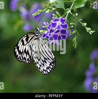 Ceylon tree nymph butterfly on a purple flower Stock Photo