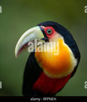 Red-breasted Toucan (Ramphastos dicolorus) from the Atlantic Rainforest Stock Photo