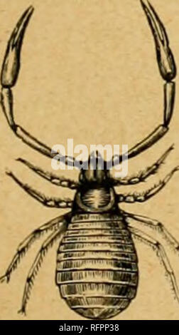 . Cassell's natural history. Animals; Animal behavior. PHRVNUS RENIFOKMIS. occupied by tlie dorsal plate of the ceph;dothoi'ax, and this has eight ocelli, of which two, as in the Scorpions, are placed close to the middle line. The falces consist of two joints, with an ajMoal claw ; the true maxillary palpi are large and stout, and terminate either in a simple claw or in an imperfect pincei', in which the movable linger is considerably shorter than the other ; while the second palpi, or first pair of legs, are long and slendei-, and terminated by a finely annulated tarsus. The three pairs of tr Stock Photo