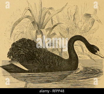 Crested Screamer and Young Stock Photo - Alamy