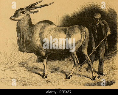 ※*※様 オークション【REZA産】選抜　イランフェア　太棘　レッドヴェノム Reitbok hi-res stock photography and images - Alamy