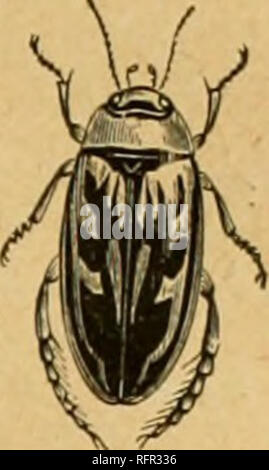 whirligig beetle diagram