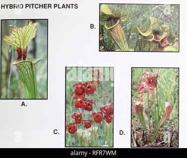 . Carnivorous plants of Conecuh National Forest. Carnivorous plants Alabama Conecuh National Forest; Forest reserves Recreational use Alabama. A. Hybrid between yellow pitcher plant and white-topped pitcher plant. B. Hybrid between yellow pitcher plant and purple pitcher plant. C. Hybrid between white-topped pitcher plant and red pitcher plant. D. Hybrid between parrot pitcher plant and red pitcher plant. All of the species of pitcher plants in Conecuh National Forest are known to cross with other species, fonning hybrids. At times many hybrids appear at a site, especially if the soil has been Stock Photo