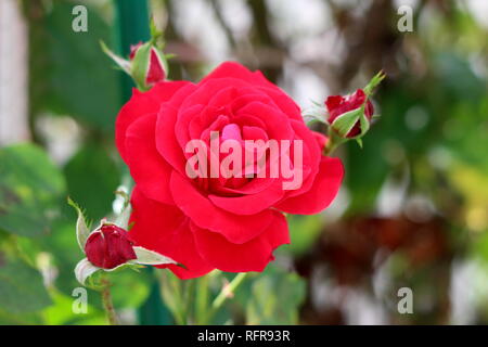 Dark red rose with dense layered petals surrounded with three small rose buds starting to open planted in local garden on warm sunny day Stock Photo