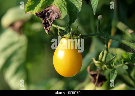 Single yellow pear shaped cherry tomato growing in local garden surrounded with dark green leaves on warm sunny summer day Stock Photo