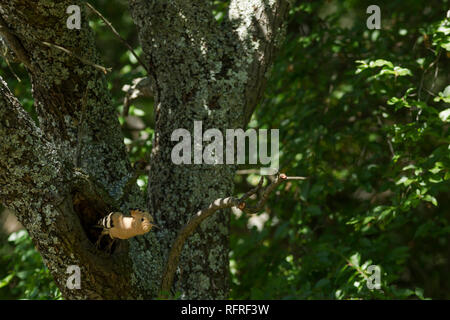 Hoopoe, Latin name Upupa epops, leaving its nest in woodland habitat in dappled sunlight Stock Photo