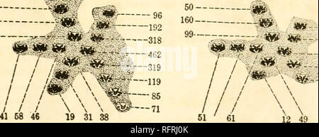 Carnegie Institution Of Washington Publication 318 The Mechanism Of Evolution In Leptinotaesa Population Of Other Biotype Conditions But These I Have Not Examined Or Attempted To Follow The Localities Being Too