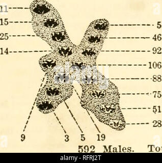 . Carnegie Institution of Washington publication. 411 Males. Total 875. 11 14 464 Females. Fio. 93.—Census of second annual generation at Chalcicomula in 1906, showing a marked reduction in the array.. Total 1141.. Please note that these images are extracted from scanned page images that may have been digitally enhanced for readability - coloration and appearance of these illustrations may not perfectly resemble the original work.. Carnegie Institution of Washington. Washington, Carnegie Institution of Washington Stock Photo