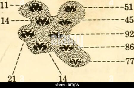 . Carnegie Institution of Washington publication. u— 42— 18 — 410 Males. Total 815. 405 Females. )M^ «*,' 83 Fio. 92.—Census of first annual generation at Chalcicomula In 1906, showing a reduction of the array in population.. Please note that these images are extracted from scanned page images that may have been digitally enhanced for readability - coloration and appearance of these illustrations may not perfectly resemble the original work.. Carnegie Institution of Washington. Washington, Carnegie Institution of Washington Stock Photo