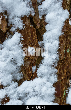macro close up of tree bark during winter season, tree bark covered in snow, nature texture background Stock Photo