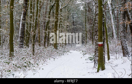 beautiful white snowy forest road with a marked tree and lots of plants, walking path fully covered in snow, winter season in a dutch forest Stock Photo