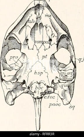 . Carnegie Institution of Washington publication. The basisphenoid is ...