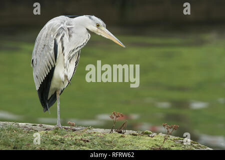 A grey heron stands crouched head into body on one leg at the side of a river waiting patiently and attentively. Stock Photo