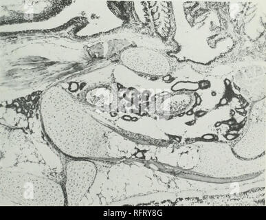 . Carcinoma of the thyroid in the salmonoid fishes. Cancer; Goiter; Thyroid gland; Trout. Fic;. 19.—Domesticated Scotch sea trout tiiigerling; normal thyroid structure. Xs. Fig. 20.—Domesticated Scotch sea trout fiiiEerlillE: same liatcher.v as above, showing simple hyperplasia, increased number of thyroid follicles; epithelium high cuboidal and low columnar: colloid diminished. X86.. Please note that these images are extracted from scanned page images that may have been digitally enhanced for readability - coloration and appearance of these illustrations may not perfectly resemble the origina