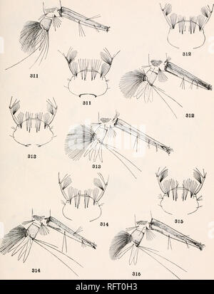 . Carnegie Institution of Washington publication. PUBLICATION 159 PLATE 96. DETAILS OF LARV.E. 311. Culex equivocator Dyar &amp; Knab. 312. Culex extricator Dyar &lt;S* Knab. 313. Culex carmodyse Dyar &amp; Knab. 314. Culex jubilator Dyar &amp; Knab. 315. Culex mollis Dyar &amp; Knab.. Please note that these images are extracted from scanned page images that may have been digitally enhanced for readability - coloration and appearance of these illustrations may not perfectly resemble the original work.. Carnegie Institution of Washington. Washington, Carnegie Institution of Washington Stock Photo