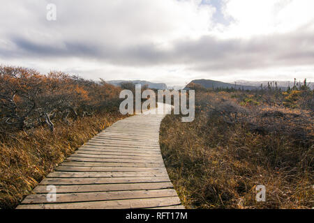 Winding boardwalk trail through golden grasses in Gros Morne National Park Newfoundland, Canada Stock Photo