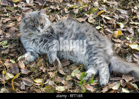 Gray young street cat lies outdoor on autumn leaves closeup Stock Photo