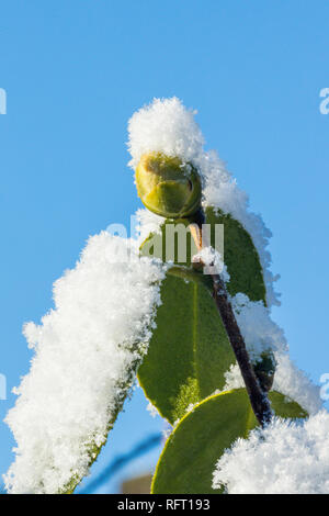 Snow covered japanese camellia bud in winter Stock Photo