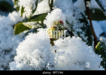 Snow covered japanese camellia bud in winter Stock Photo