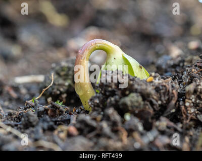 A close up of a new bud of a winter aconite Eranthis hyemalis just as it emerges form the soil in January Stock Photo