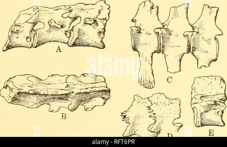 . Carnegie Institution of Washington publication. SYSTEMATIC REVISION ...