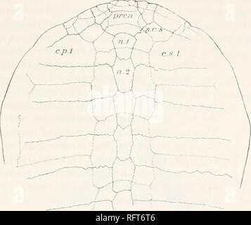 . Carnegie Institution of Washington publication. BAENIDiE. 91 (fig. 87 ...