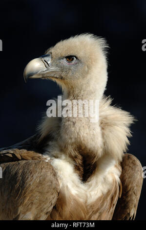 Portrait of Griffon Vulture, Gyps fulvus, taken in the Verdon Gorge, Alpes-de-Haute-Provence, Provence, France Stock Photo