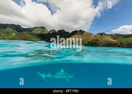 Blacktip reef shark (Carcharhinus melanopterus) cruising the shallow waters of Moorea, Society Islands, French Polynesia, South Pacific, Pacific Stock Photo